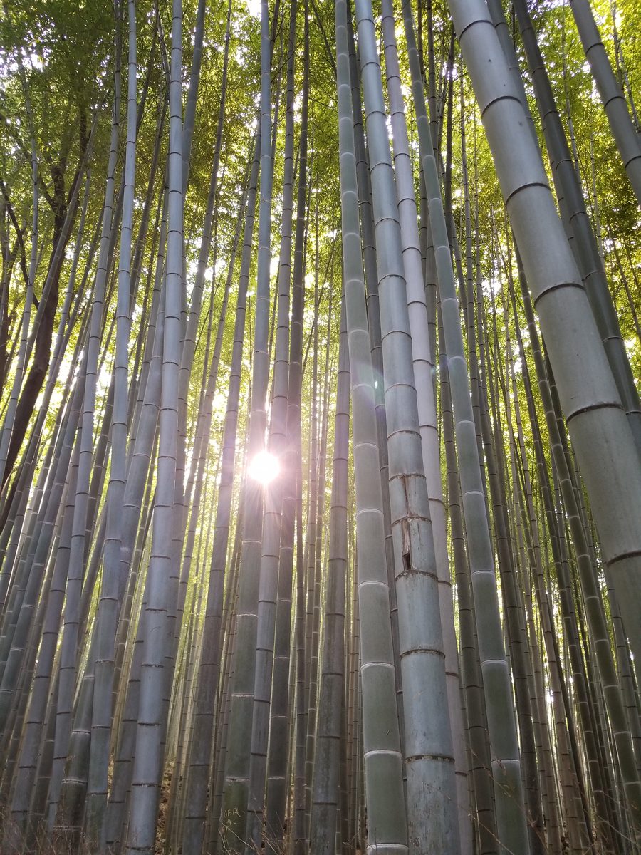 Arashiyama bamboo grove with sunlight